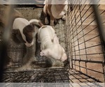 Small #11 American Bully