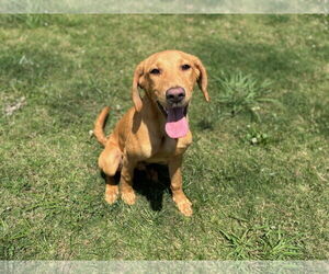 American Foxhound-Unknown Mix Dogs for adoption in Grovetown, GA, USA