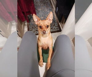 Chihuahua-Unknown Mix Dogs for adoption in Aurora, IN, USA