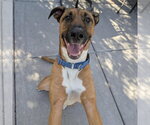 Small #1 Black Mouth Cur Mix