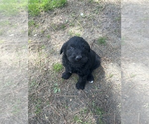 Labradoodle Puppy for sale in CHOCOWINITY, NC, USA