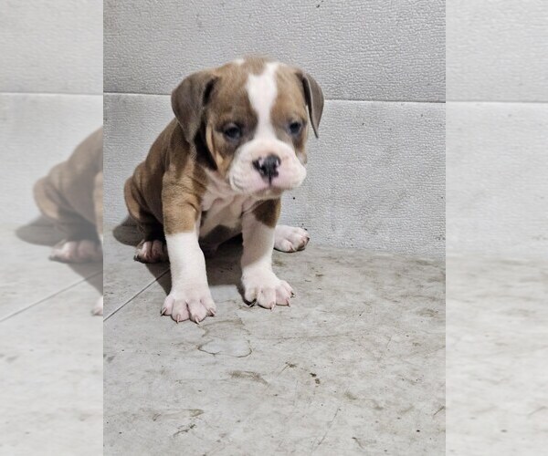 Medium Photo #2 Olde English Bulldogge Puppy For Sale in NILES, MI, USA