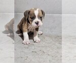 Small #1 Olde English Bulldogge