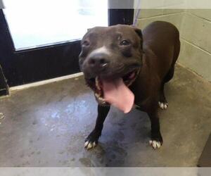 Mutt Dogs for adoption in Tulsa, OK, USA