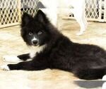 Small Photo #10 Huskimo Puppy For Sale in SEBRING, FL, USA