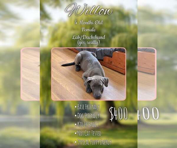 Medium Photo #1 Dachsador Puppy For Sale in Jacksonville, NC, USA
