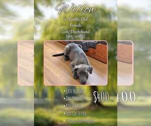 Dachsador Dogs for adoption in Jacksonville, NC, USA