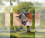 Willow - Grey - Female Dachsador Dog for Adoption - Small photo