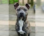 Small #7 American Pit Bull Terrier Mix