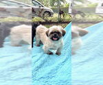 Small #2 Shih Tzu