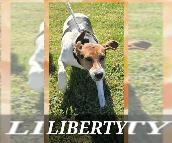 Medium Photo #2 Treeing Walker Coonhound Puppy For Sale in Aurora, IN, USA