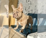 Small French Bulldog