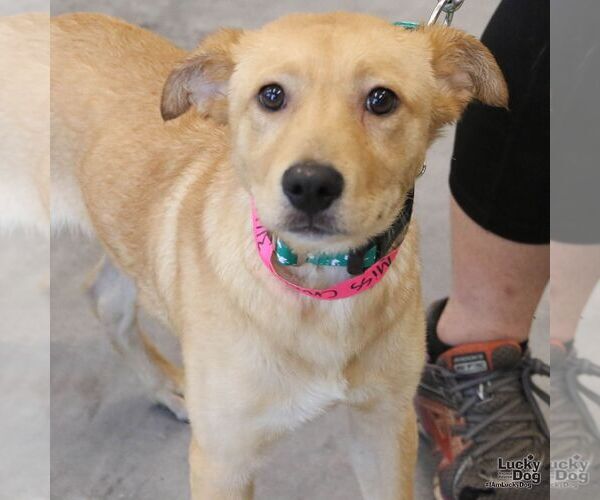 Medium Photo #3 Labrador Retriever-Unknown Mix Puppy For Sale in Washington, DC, USA