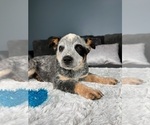 Small Photo #2 Australian Cattle Dog Puppy For Sale in GREENFIELD, IN, USA