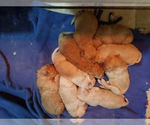 Goldendoodle Puppy for sale in BROADVIEW HEIGHTS, OH, USA
