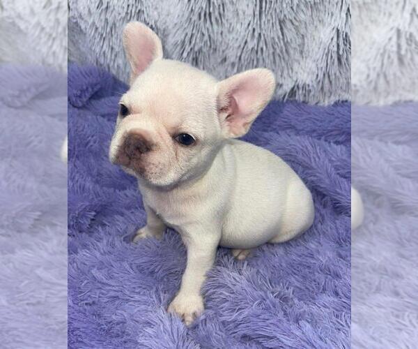 Medium Photo #3 French Bulldog Puppy For Sale in SANDY HOOK, KY, USA