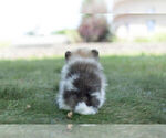 Small #7 Pomeranian