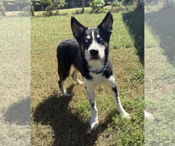 Medium Photo #2 - Mix Puppy For Sale in Woodbury, NY, USA