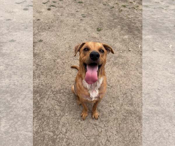 Medium Photo #2 Mutt Puppy For Sale in Rowlett, TX, USA