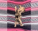 Small #2 French Bulldog