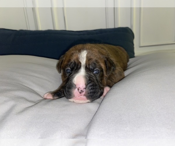 Medium Photo #8 Boxer Puppy For Sale in WEST COLUMBIA, SC, USA