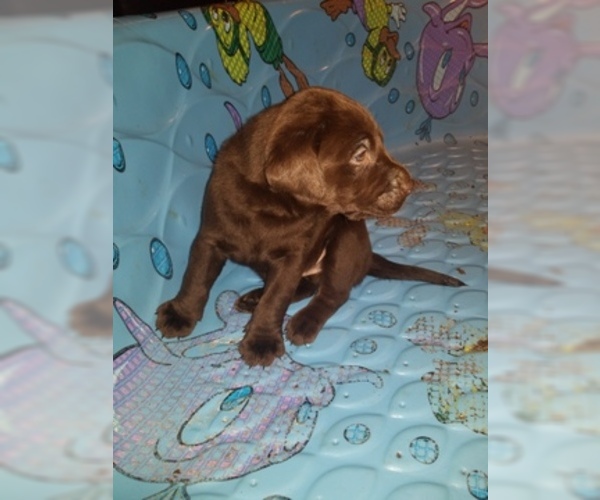 Medium Photo #2 Labrador Retriever Puppy For Sale in PARK CITY, KS, USA