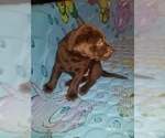 Small Photo #2 Labrador Retriever Puppy For Sale in PARK CITY, KS, USA