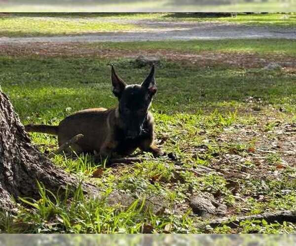 Medium Photo #1 Mutt Puppy For Sale in Imlay City, MI, USA