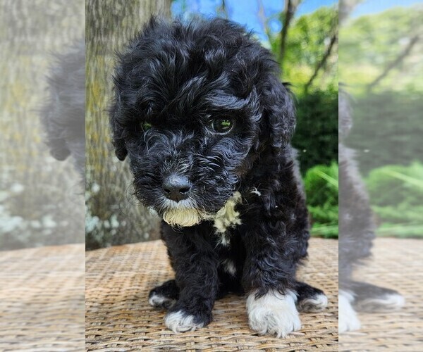 Medium Photo #1 Aussiedoodle Puppy For Sale in COLUMBIA, TN, USA