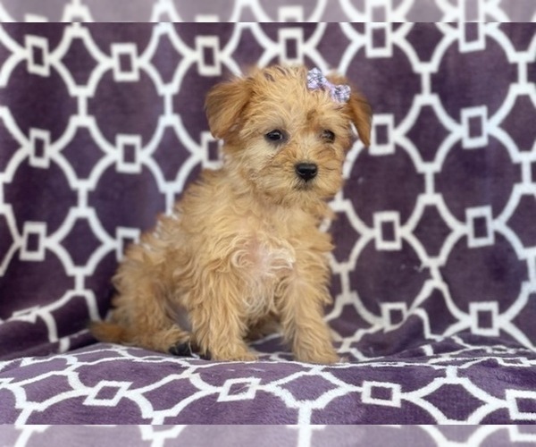 Medium Photo #9 Poodle (Miniature)-Shorkie Tzu Mix Puppy For Sale in LAKELAND, FL, USA