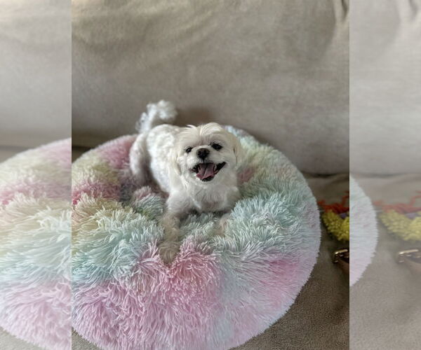 Medium Photo #4 Maltese-Unknown Mix Puppy For Sale in Euless, TX, USA