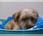 Small Photo #8 Shorkie Tzu Puppy For Sale in MARIETTA, GA, USA