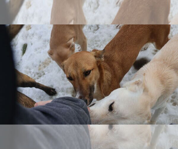 Medium Photo #32 Saluki-Whippet Mix Puppy For Sale in Sebec, ME, USA