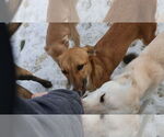 Small #31 Saluki-Whippet Mix