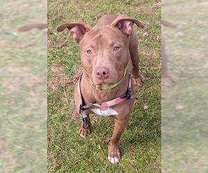 Mutt Dogs for adoption in Akron, OH, USA