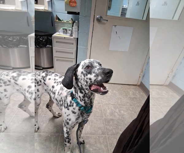 Medium Photo #3 Dalmatian-Unknown Mix Puppy For Sale in Rustburg, VA, USA