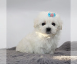 Small #3 Maltese