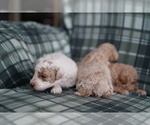 Small Photo #7 Poodle (Miniature) Puppy For Sale in FREDERICK, MD, USA