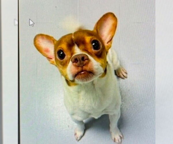 Medium Photo #1 Chihuahua-Unknown Mix Puppy For Sale in Topeka, KS, USA