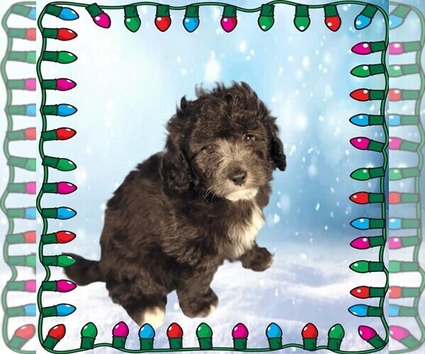 Medium Photo #14 Bernedoodle (Miniature) Puppy For Sale in PEYTON, CO, USA