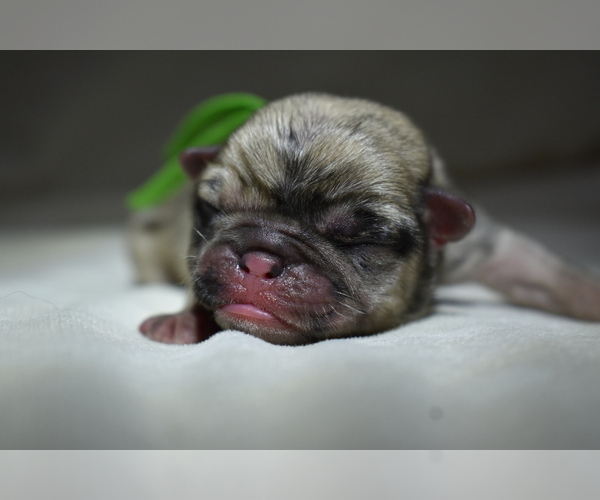 Medium Photo #3 Pug Puppy For Sale in PALM COAST, FL, USA