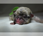 Small #2 Pug