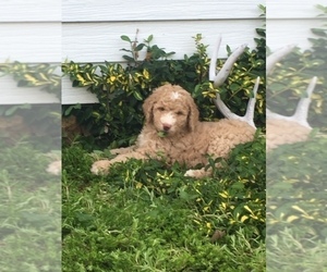 Labradoodle Puppy for sale in MC GREGOR, IA, USA
