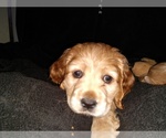 Small Photo #8 Cocker Spaniel Puppy For Sale in WEST CHESTER, OH, USA