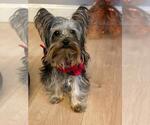 Small Photo #6 Yorkshire Terrier Puppy For Sale in PALO ALTO, CA, USA