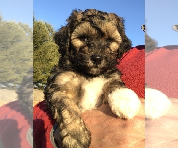 Medium Photo #4 Shih-Poo Puppy For Sale in BOWLING GREEN, KY, USA