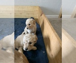 Small Photo #2 Goldendoodle Puppy For Sale in FOUNTAIN, CO, USA
