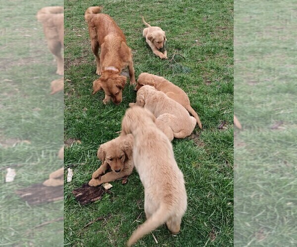 Medium Photo #8 Golden Retriever Puppy For Sale in GOODELLS, MI, USA