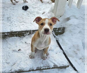 American Pit Bull Terrier-Unknown Mix Dogs for adoption in Rockaway, NJ, USA