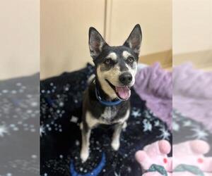 Siberian Husky-Unknown Mix Dogs for adoption in Chula Vista, CA, USA